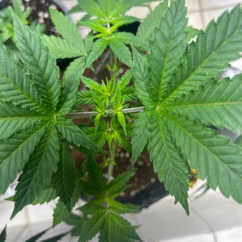 BCN Power Plant  growlog timeline photo
