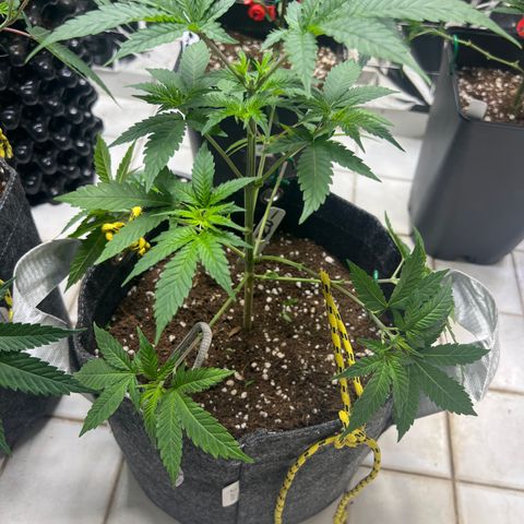 BCN Power Plant  growlog timeline photo