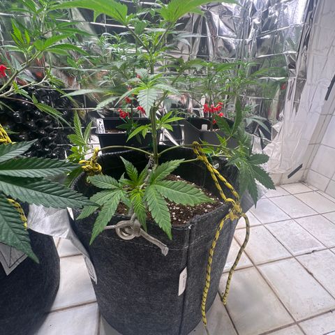 BCN Power Plant  growlog timeline photo