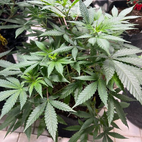 BCN Power Plant  growlog timeline photo