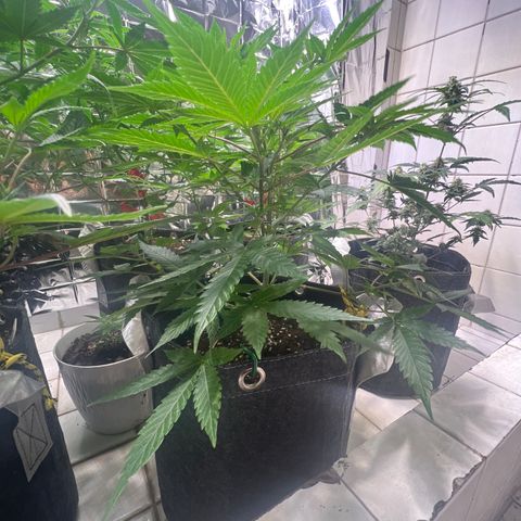 BCN Power Plant  growlog timeline photo