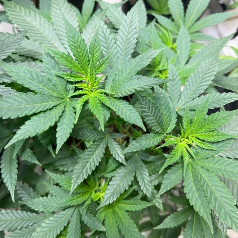 BCN Power Plant  growlog timeline photo