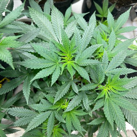 BCN Power Plant  growlog timeline photo