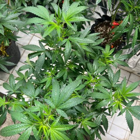 Crystal Candy SWS #1 growlog timeline photo