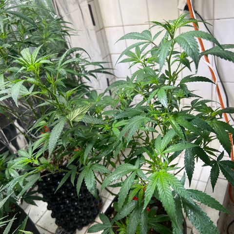 Crystal Candy SWS #1 growlog timeline photo