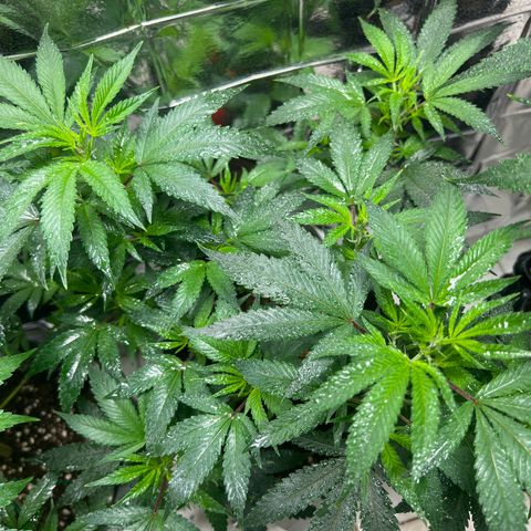 Crystal Candy SWS #2 growlog timeline photo