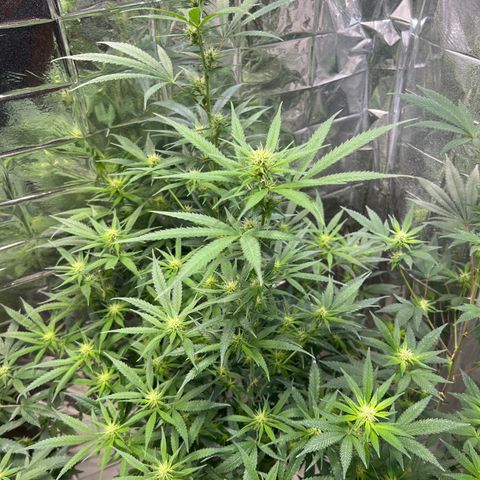 Double Cookies BSF  growlog timeline photo