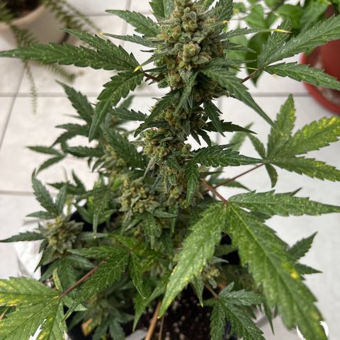 Lemonade Auto growlog timeline photo
