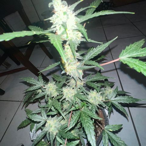 Lemonade Auto growlog timeline photo