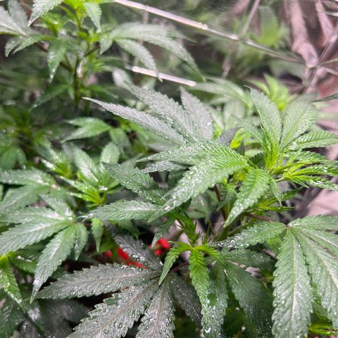 Crystal Candy SWS #2 growlog timeline photo