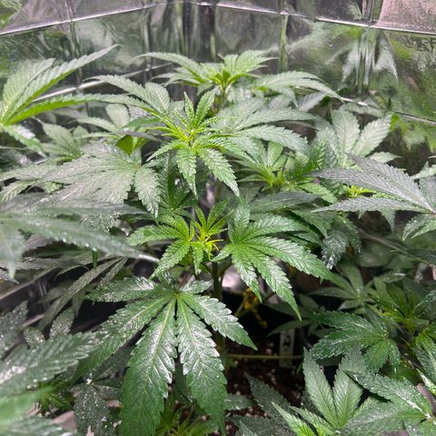 BCN Power Plant  growlog timeline photo