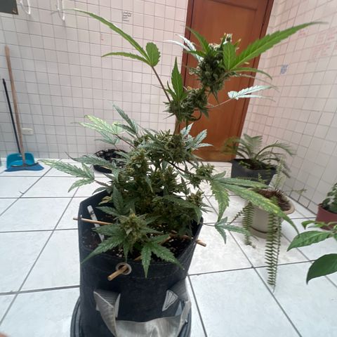 Lemonade Auto growlog timeline photo