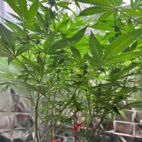 Crystal Candy SWS #2 growlog timeline photo