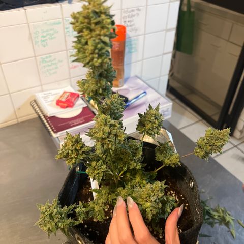 Lemonade Auto growlog timeline photo