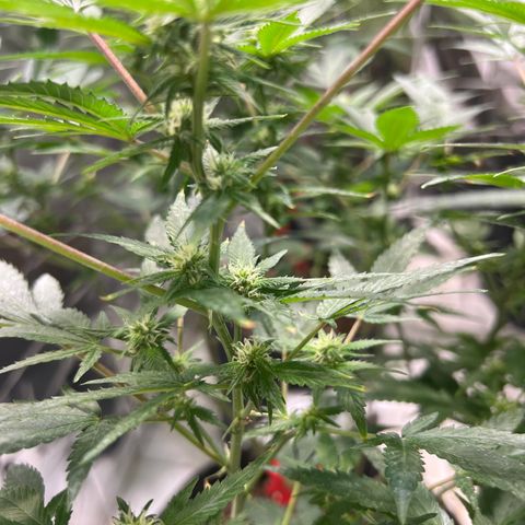 Crystal Candy SWS #2 growlog timeline photo