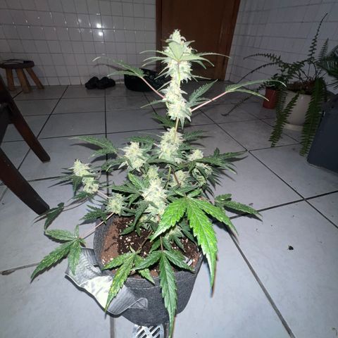 Lemonade Auto growlog timeline photo