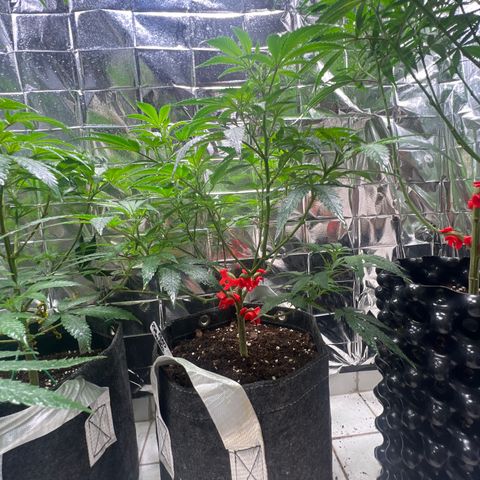 Crystal Candy SWS #2 growlog timeline photo