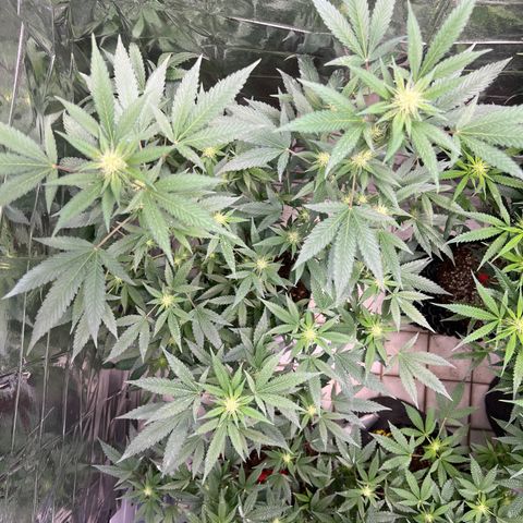 Crystal Candy SWS #1 growlog timeline photo