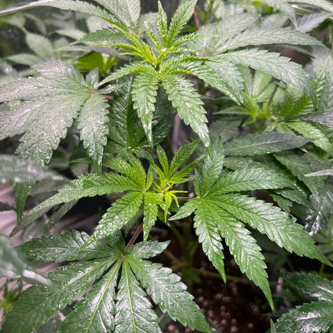 BCN Power Plant  growlog timeline photo