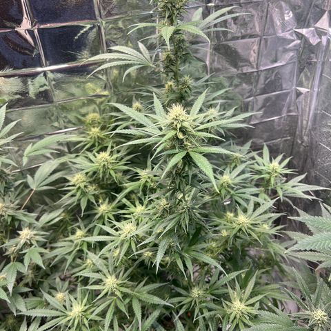 Double Cookies BSF  growlog timeline photo