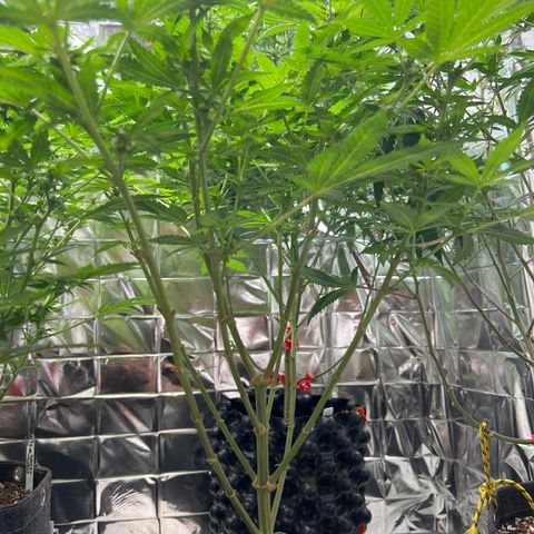 BCN Power Plant  growlog timeline photo
