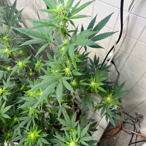 Super Lemon Haze BFS growlog in Shower Indoor
