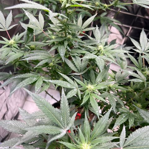 Crystal Candy SWS #2 growlog timeline photo