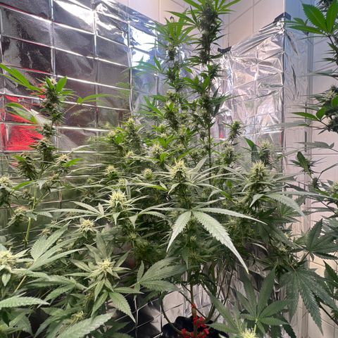 Double Cookies BSF  growlog timeline photo