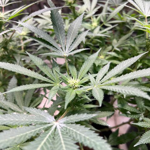 BCN Power Plant  growlog timeline photo