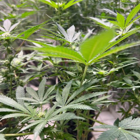 BCN Power Plant  growlog timeline photo