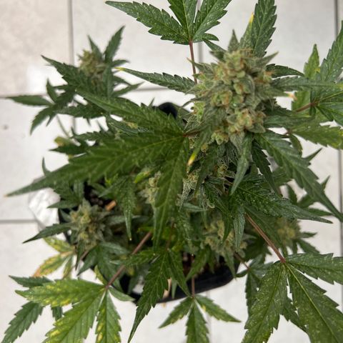 Lemonade Auto growlog timeline photo