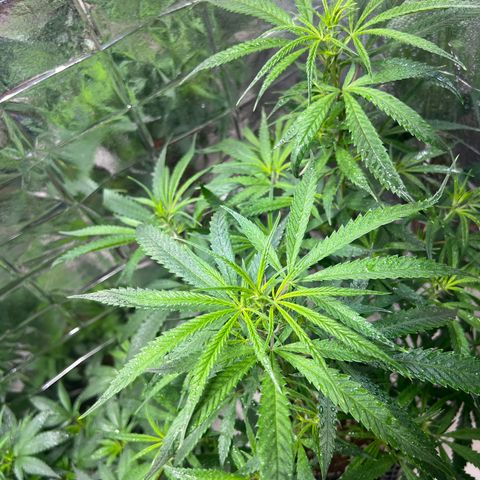 Double Cookies BSF  growlog timeline photo
