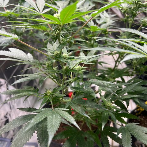 Crystal Candy SWS #2 growlog timeline photo