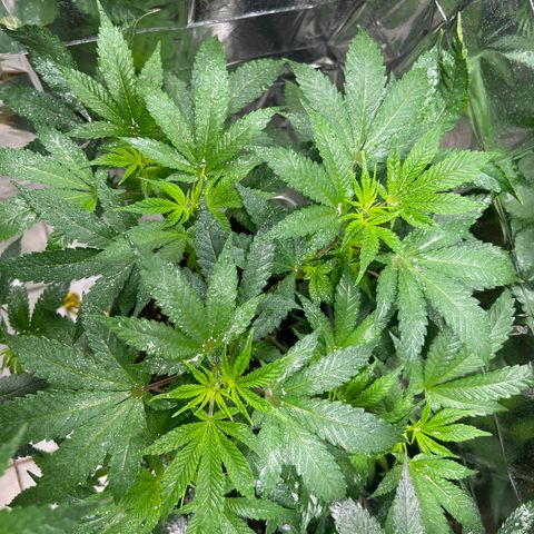 BCN Power Plant  growlog timeline photo