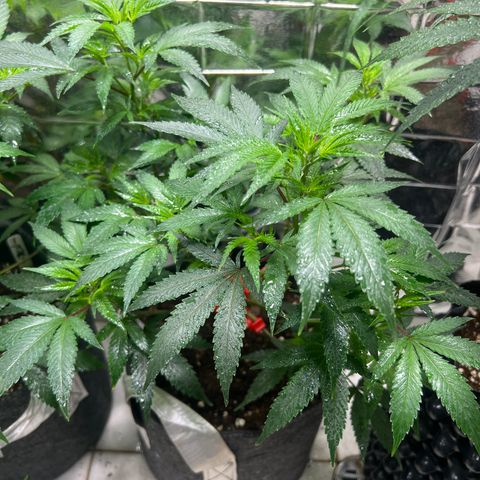 Crystal Candy SWS #2 growlog timeline photo