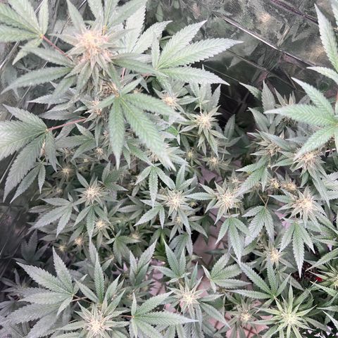 Crystal Candy SWS #1 growlog timeline photo