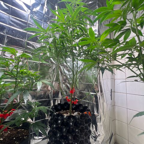 Double Cookies BSF  growlog timeline photo