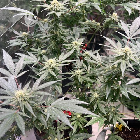 Crystal Candy SWS #2 growlog timeline photo