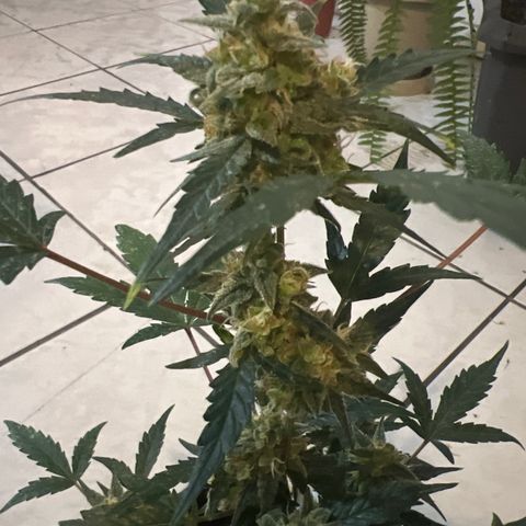 Lemonade Auto growlog timeline photo