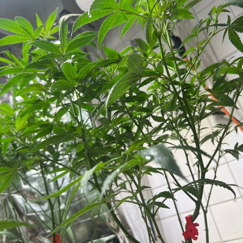 Crystal Candy SWS #1 growlog timeline photo