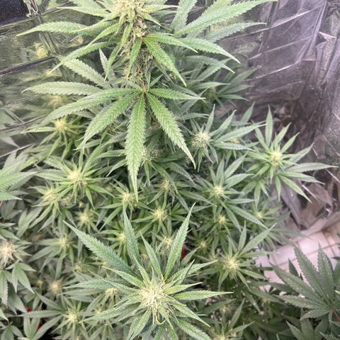 Double Cookies BSF  growlog timeline photo