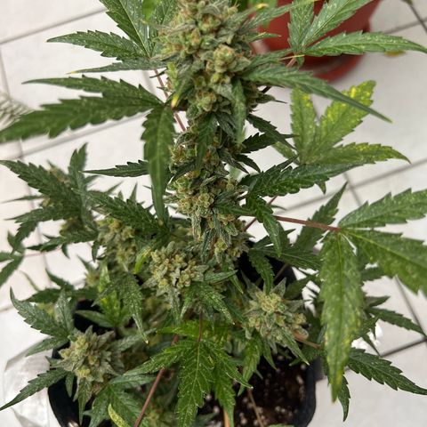 Lemonade Auto growlog timeline photo