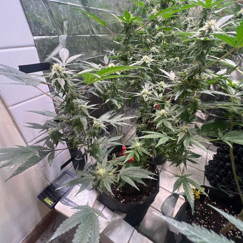Crystal Candy SWS #2 growlog timeline photo