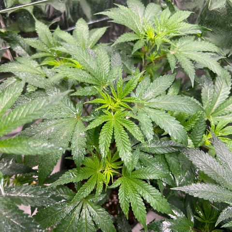 BCN Power Plant  growlog timeline photo