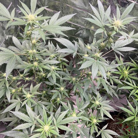 Crystal Candy SWS #1 growlog timeline photo