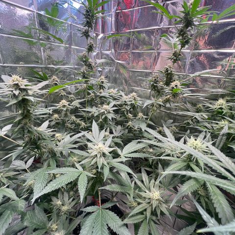 Crystal Candy SWS #1 growlog timeline photo
