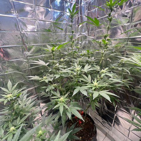 Crystal Candy SWS #1 growlog timeline photo