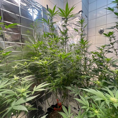 Double Cookies BSF  growlog timeline photo