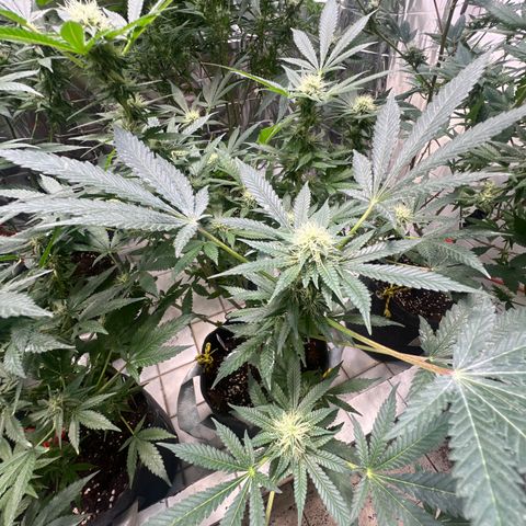 BCN Power Plant  growlog timeline photo