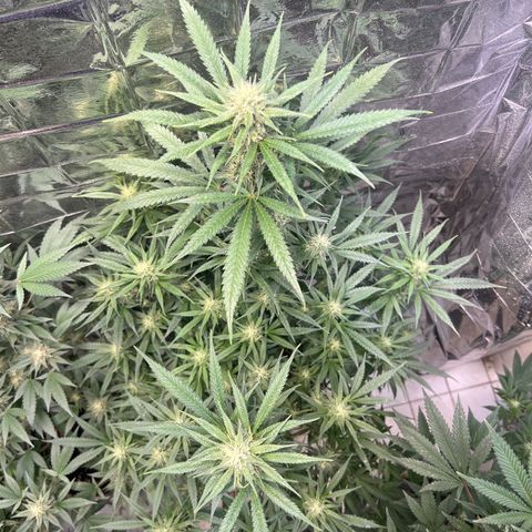 Double Cookies BSF  growlog timeline photo
